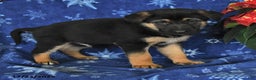 German Shepherd dogs for sale: Neil - Ad 4