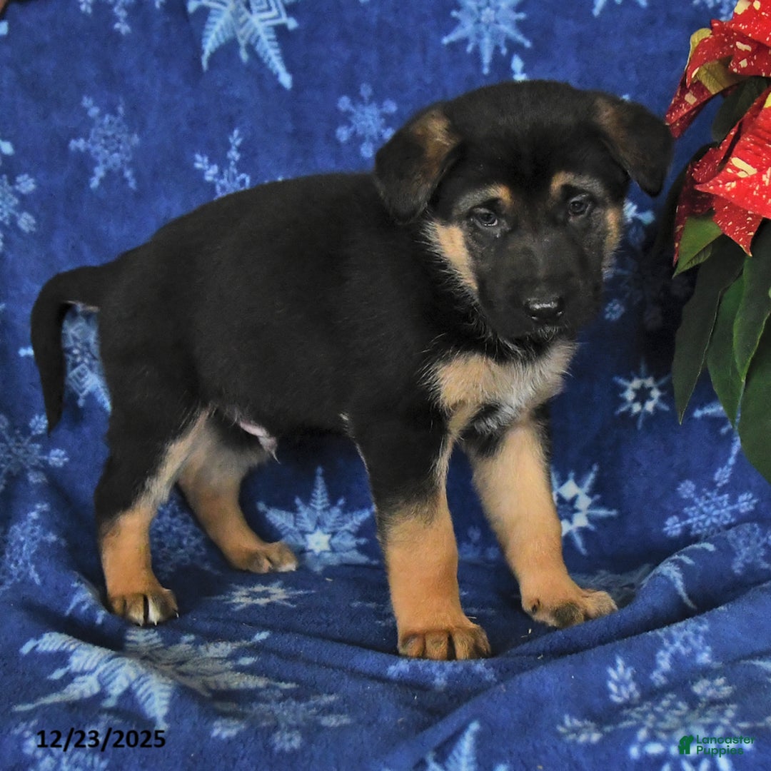 German Shepherd dogs for sale: Neil - Ad 4