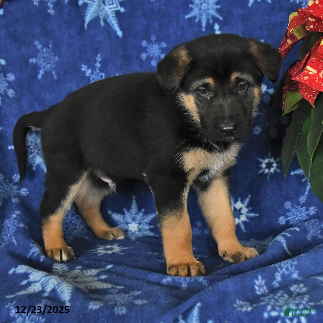 German Shepherd dogs for sale: Neil - Ad 9