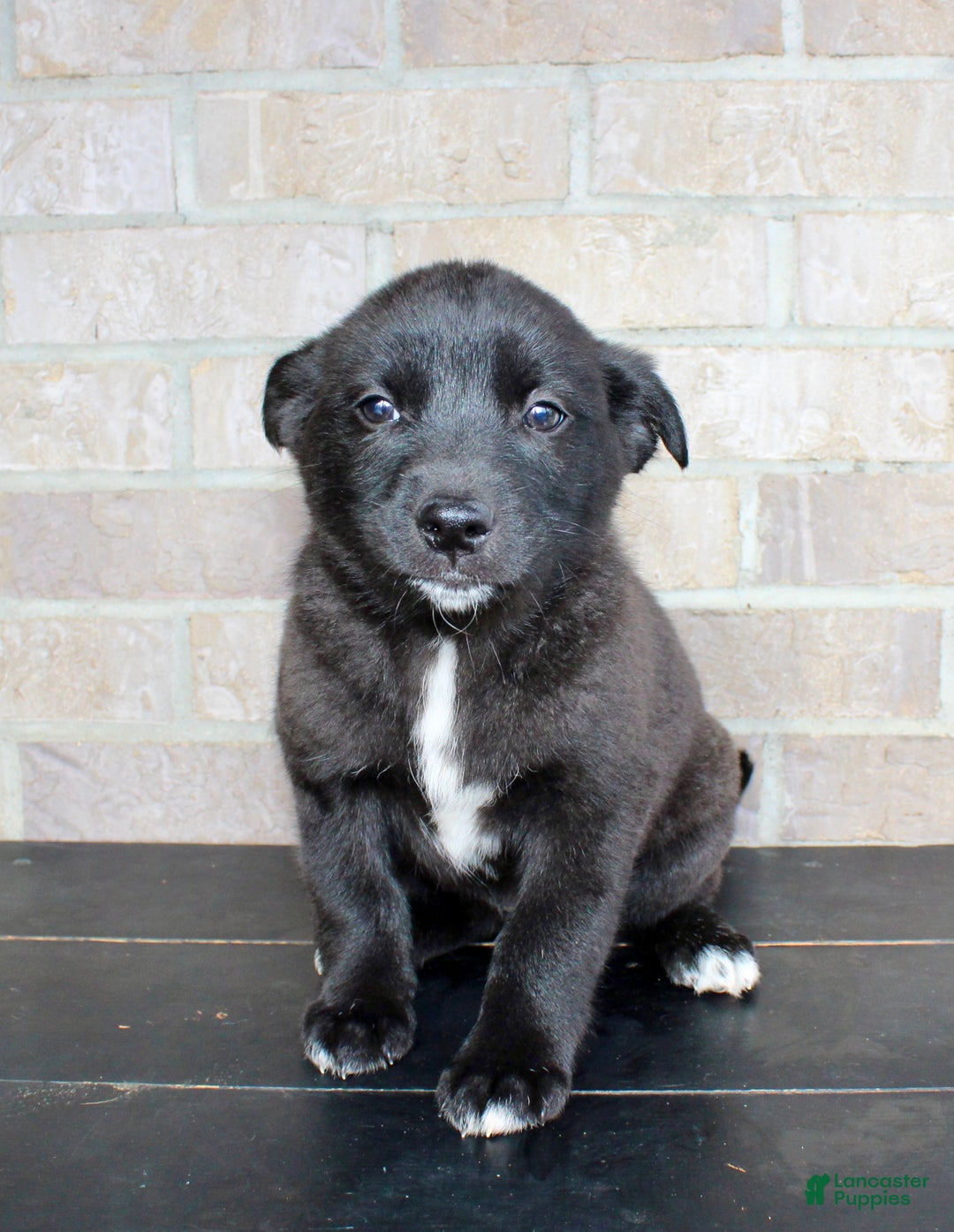 Mixed Breed dogs for sale: Sara - Ad 2