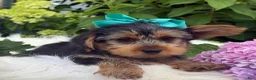 Yorkshire Terrier dogs for sale: Muff - Ad 8