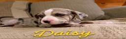 Mixed Breed dogs for sale: Mixed Breed Puppy 5 - Ad 4