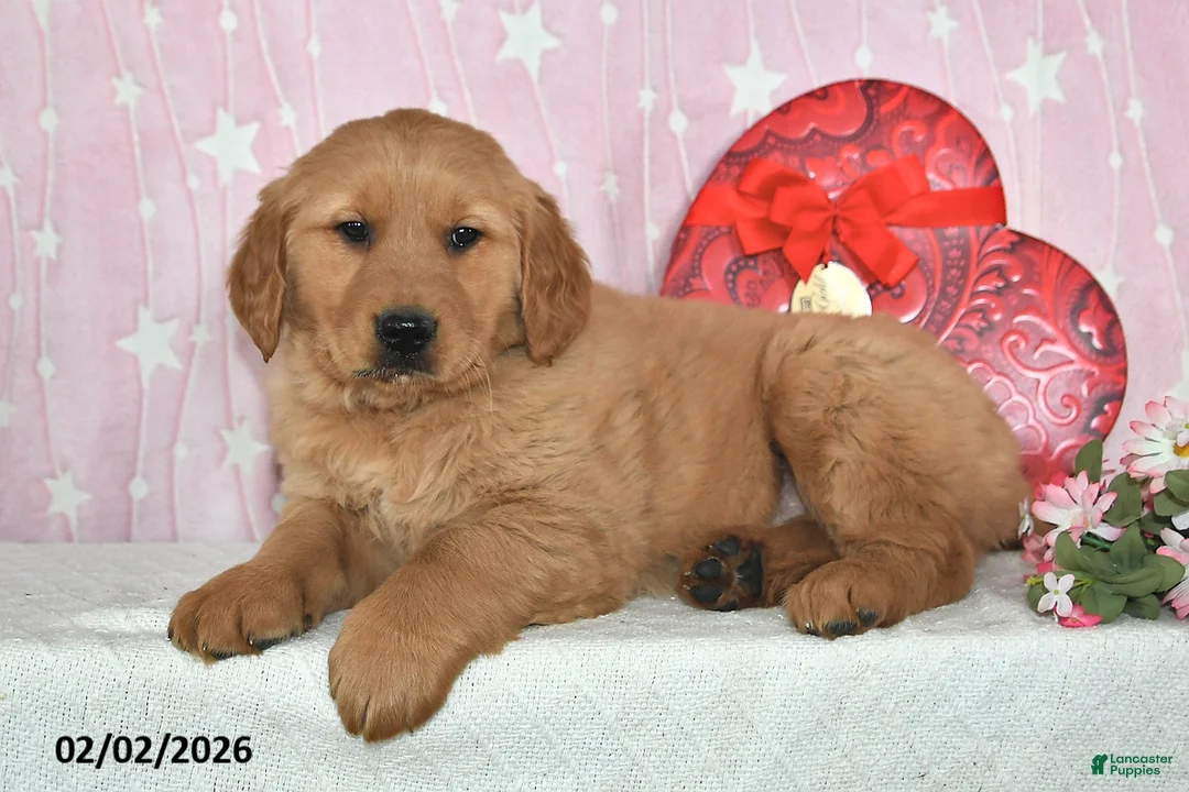 Golden Retriever dogs for sale: River - Ad 5