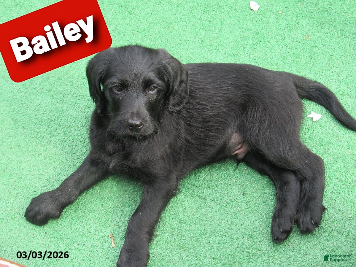 Labradoodle dogs Bailey - Ad 1