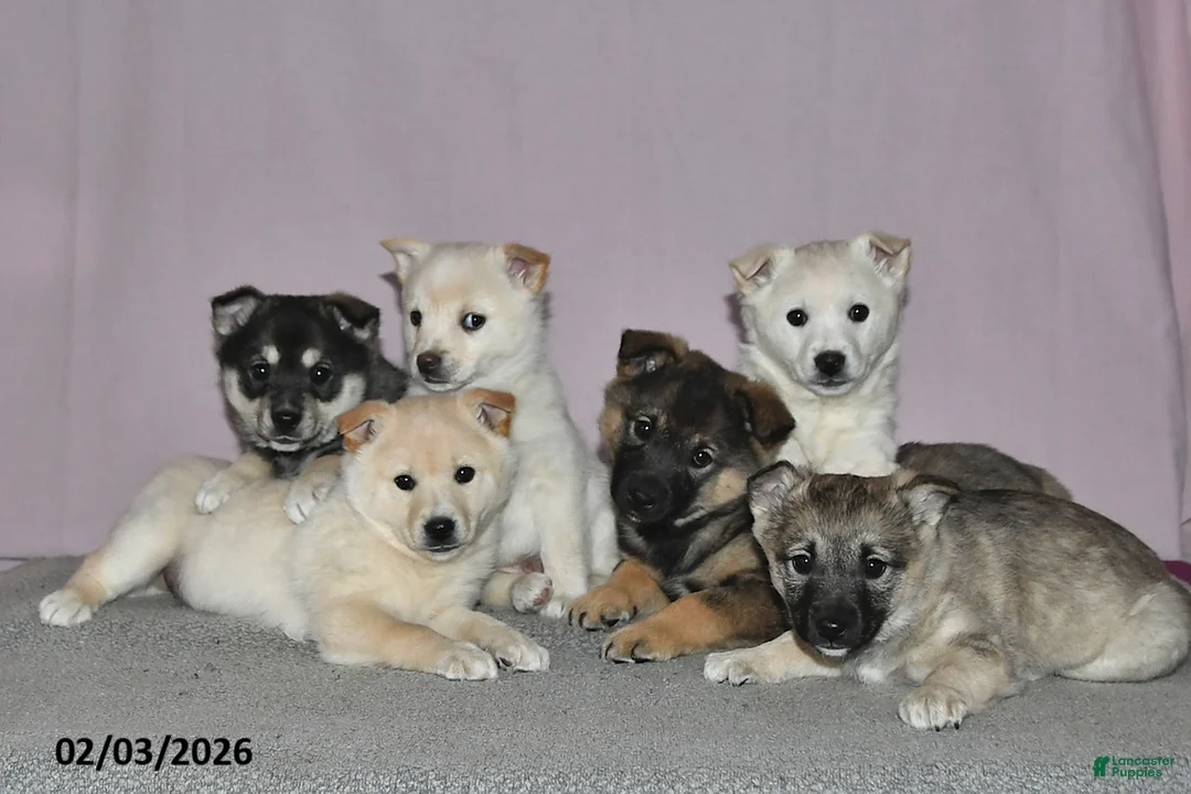 Mixed Breed dogs for sale: Tony - Ad 3