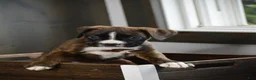 Boxer dogs for sale: Gia - Ad 3
