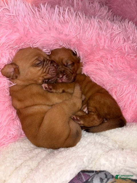 Dogue De Bordeaux dogs Dogue De Bordeaux Puppy 8 - Ad 29