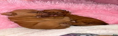 Dogue De Bordeaux Puppy 8