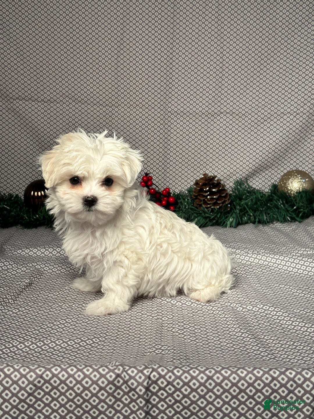 Maltese dogs for sale: Ivy - Ad 3