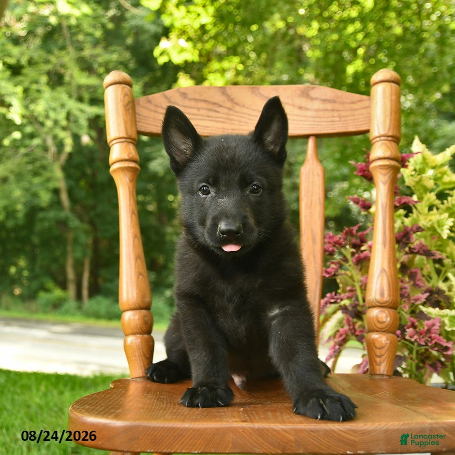 German Shepherd dogs Beethoven - Ad 2