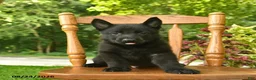 German Shepherd dogs for sale: Beethoven - Ad 2
