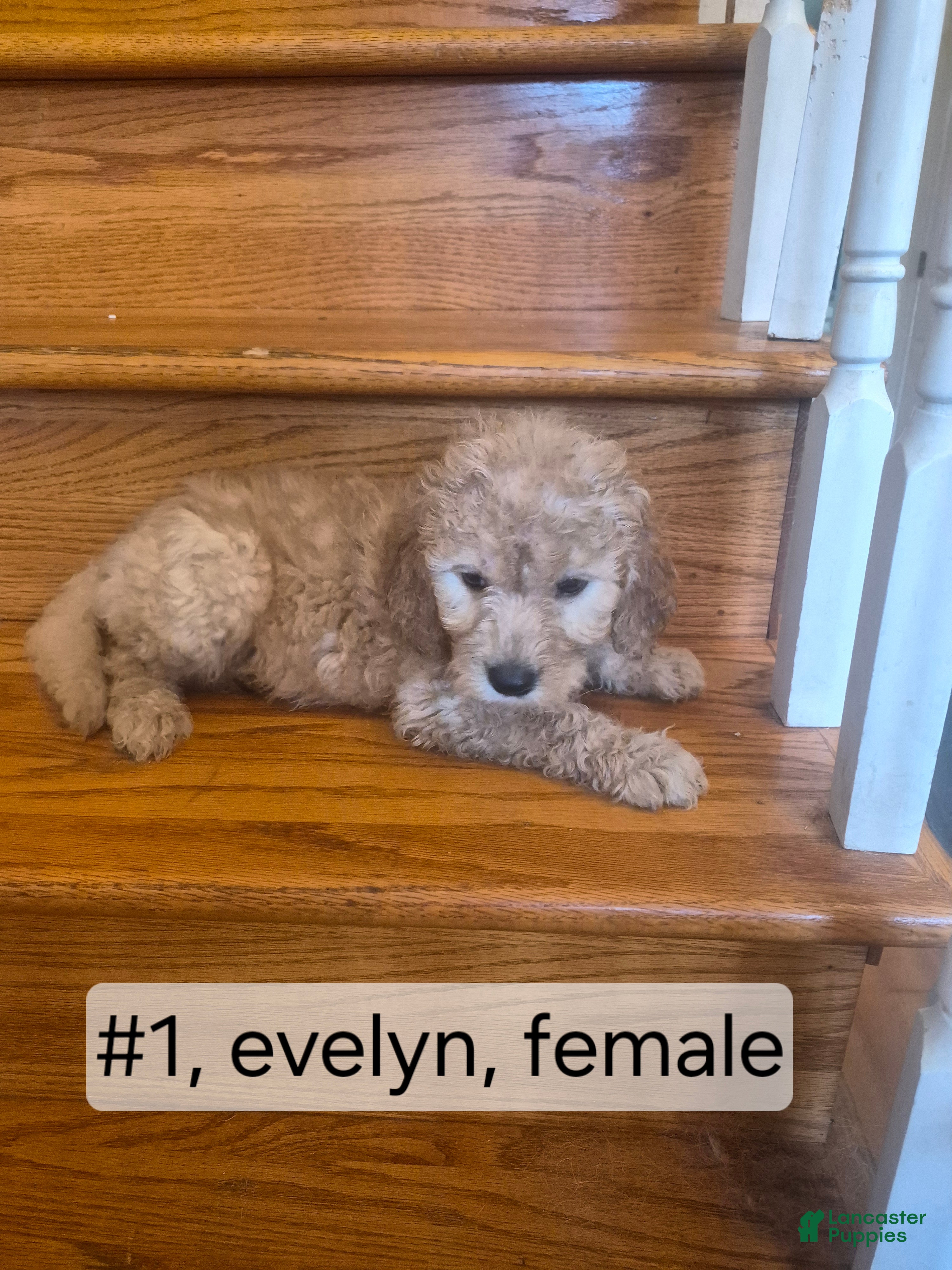 Goldendoodle dogs  Puppy 2 - Ad 1