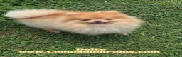 Pomeranian dogs for sale: Rare Beaver Color - Dolce - Teacup - 4 pounds - CH Lines! - Ad 4