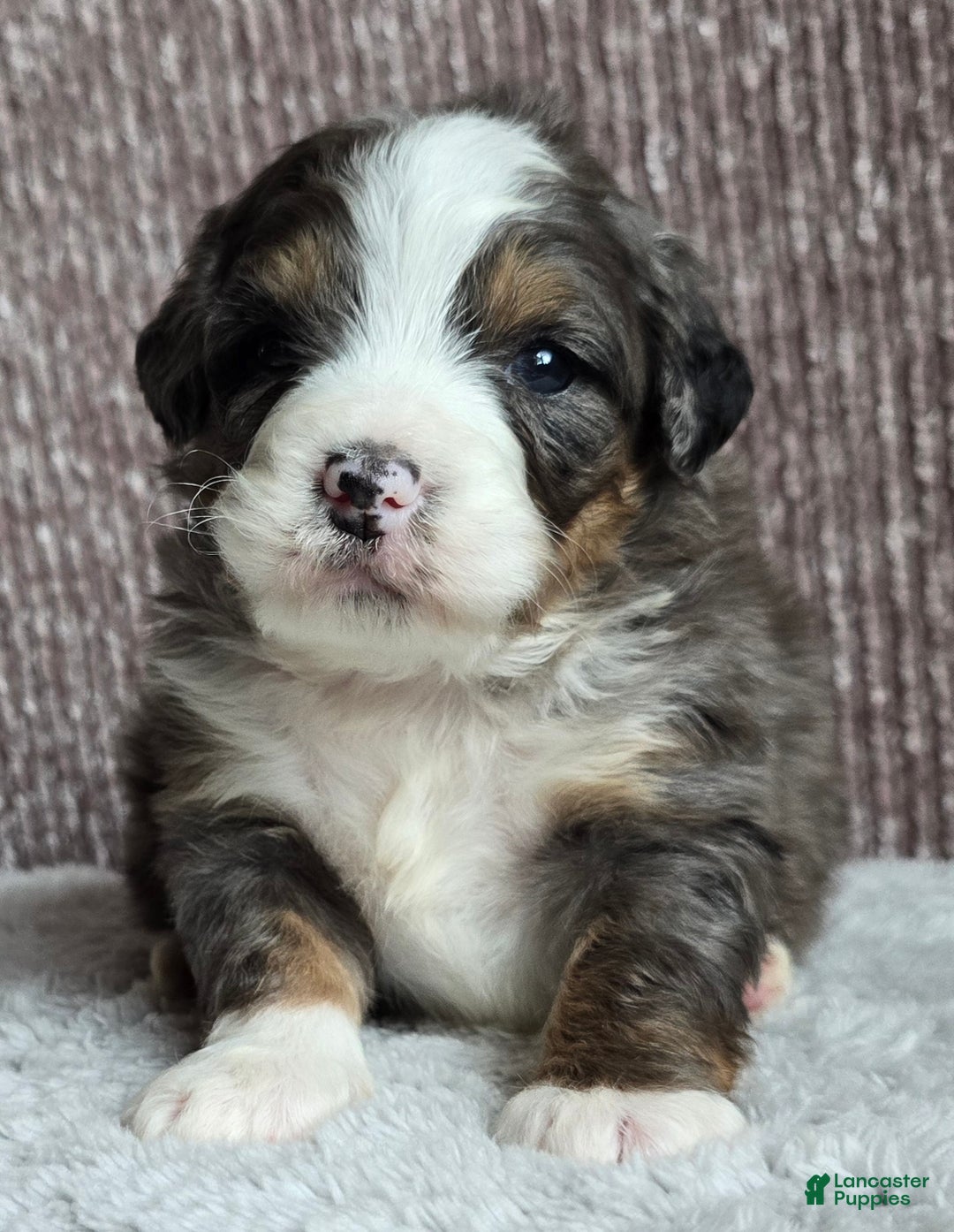 Mini Bernedoodle dogs for sale: Mini Archie - Ad 13