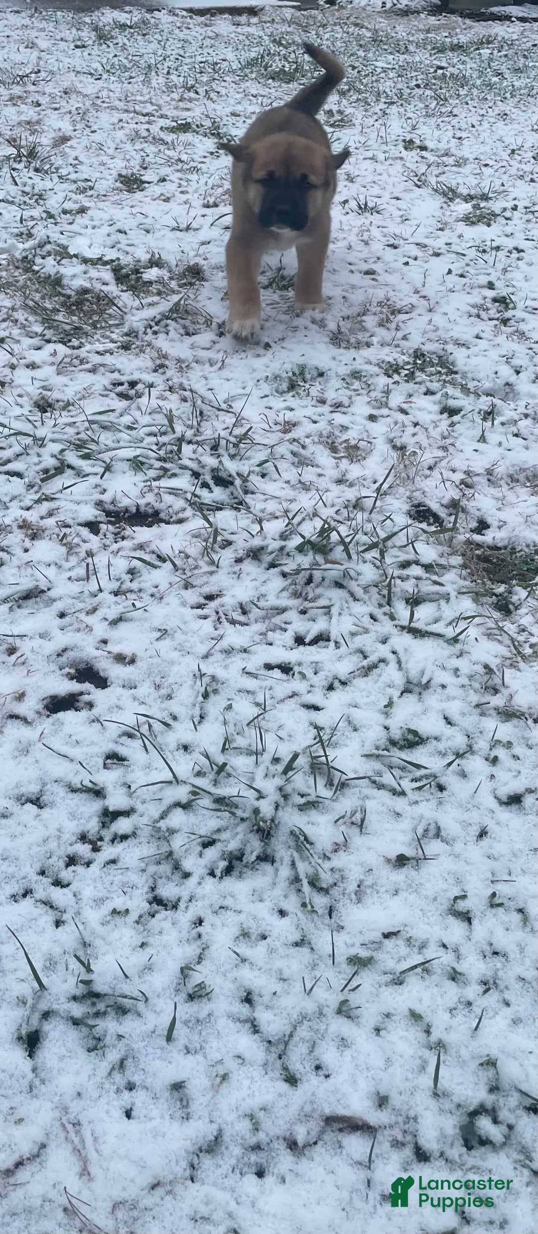 Mixed Breed dogs for sale: Dancer: one of Santa’s Rein-puppies - Ad 9