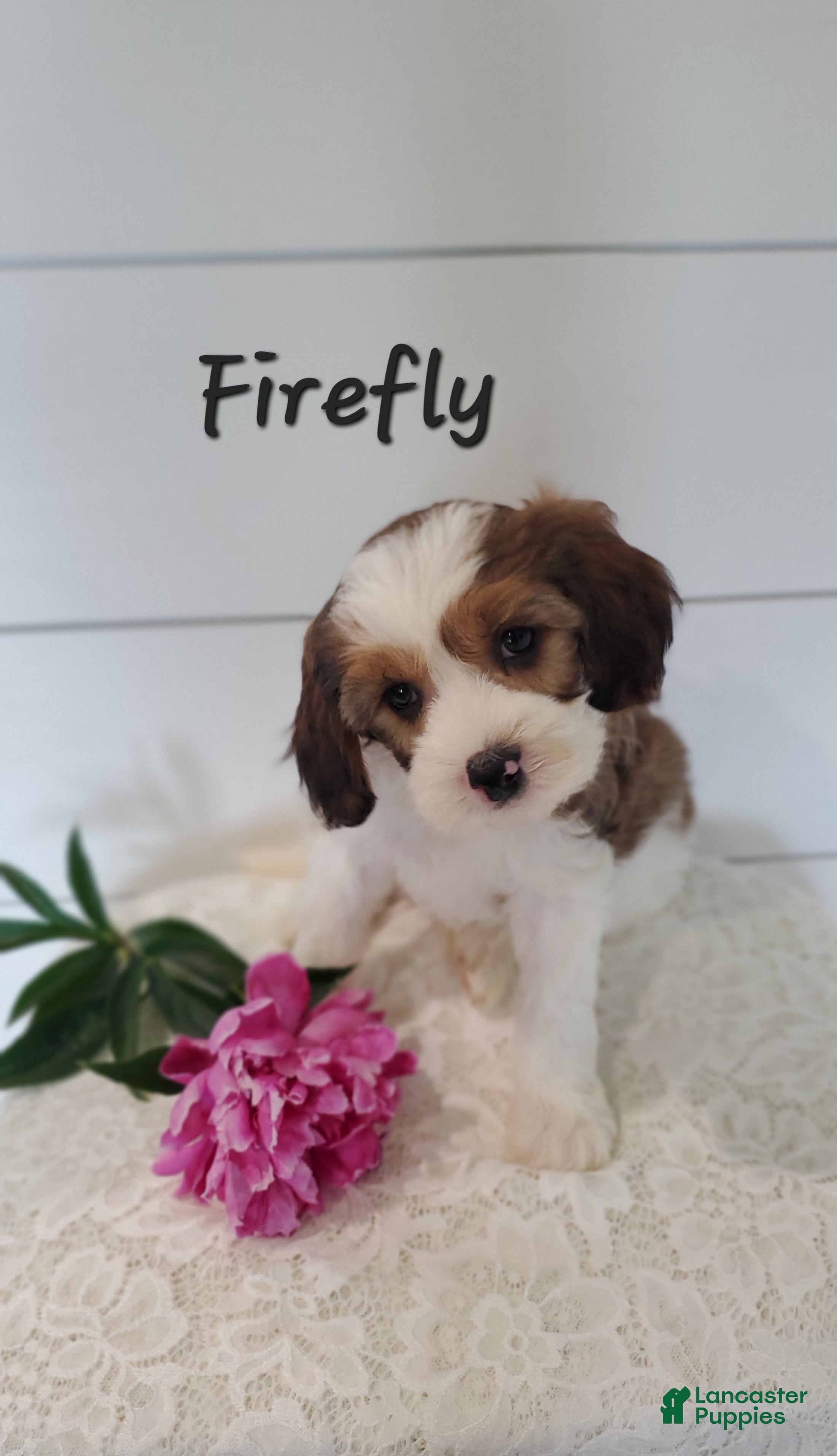 Cavapoo dogs Firefly - Ad 5