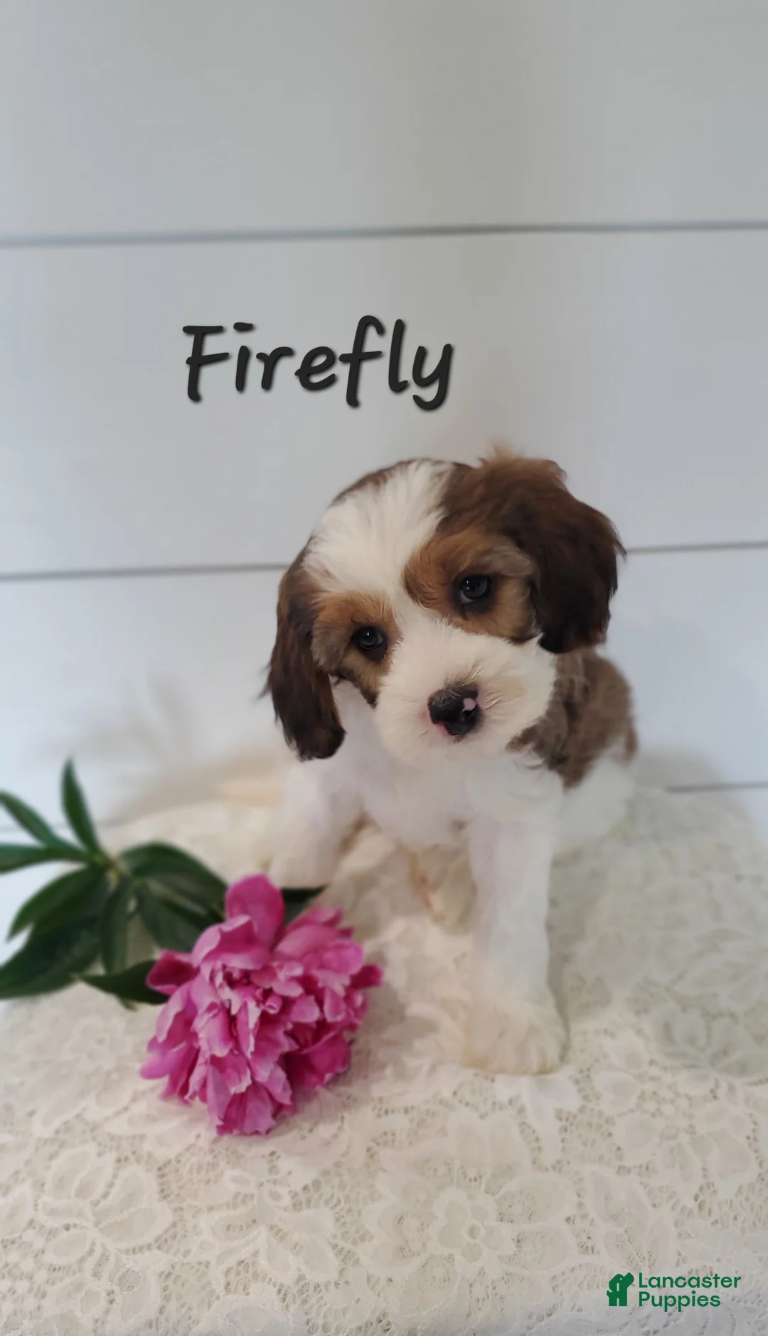 Cavapoo dogs for sale: Firefly - Ad 1
