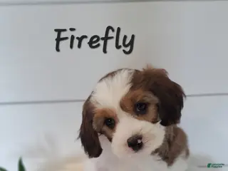 Cavapoo dogs Firefly - Ad 40