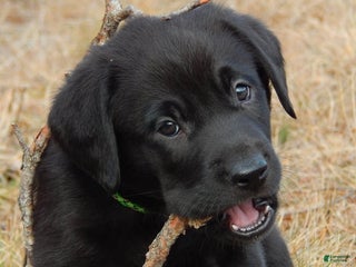 Labrador Retriever dogs Labrador Retriever Puppy 4 - Ad 3