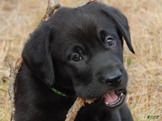 Labrador Retriever dogs Labrador Retriever Puppy 4 - Ad 9