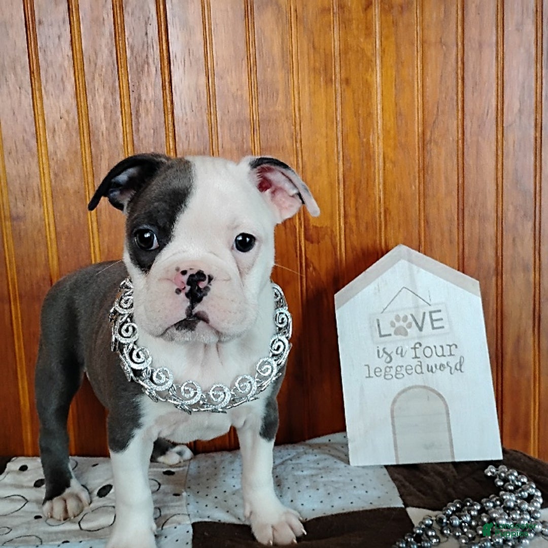 Mixed Breed dogs for sale: Pepsi - Ad 12