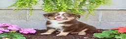 Australian Shepherd dogs for sale: Teddy - Ad 5