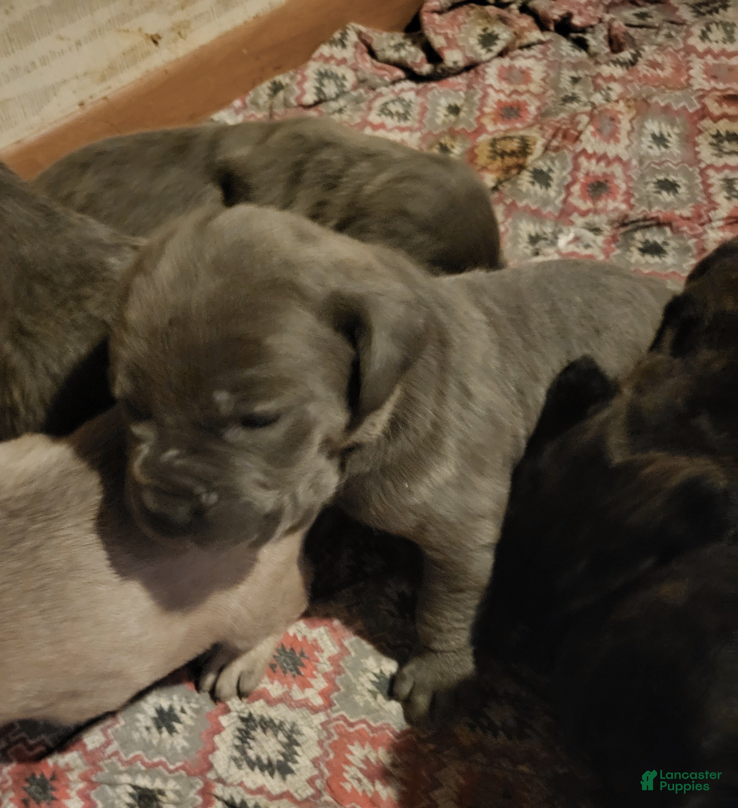 Cane Corso dogs Cane Corso 6 - Ad 41