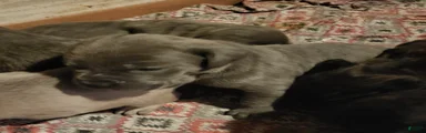 Cane Corso 6