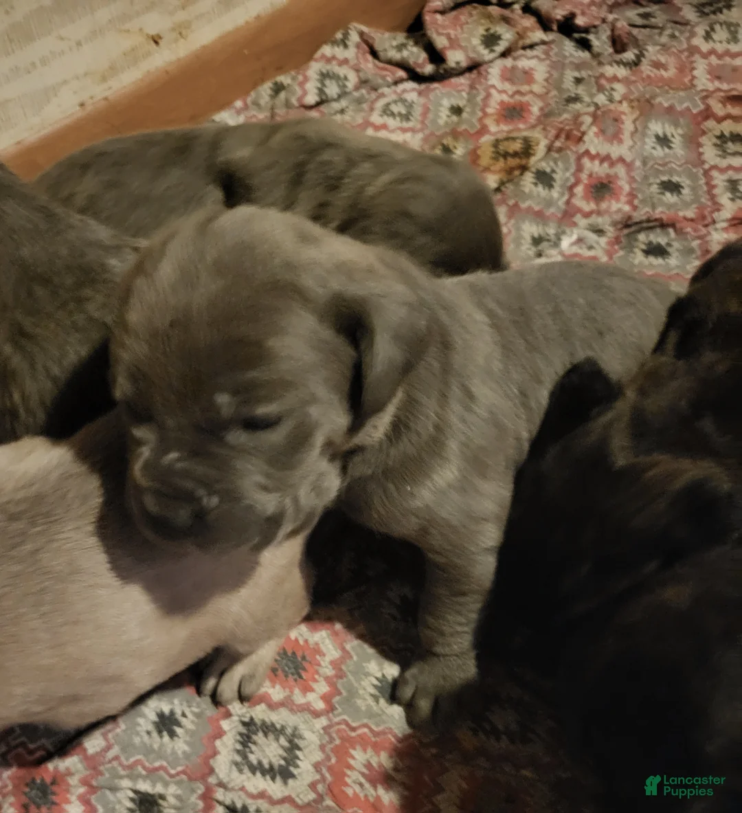 Cane Corso dogs for sale: Cane Corso 6 - Ad 1