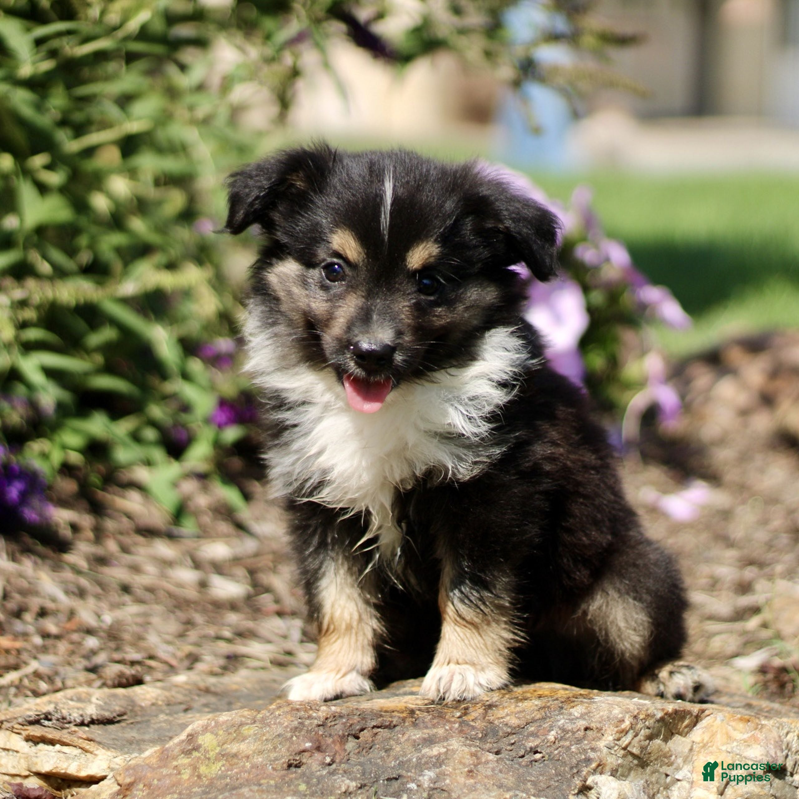 Miniature Australian Shepherd dogs Tanner  - Ad 1