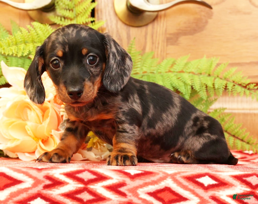 Miniature Dachshund dogs for sale: Debbie - Ad 5