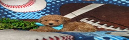 Toy Poodle dogs for sale: Walden - Ad 4