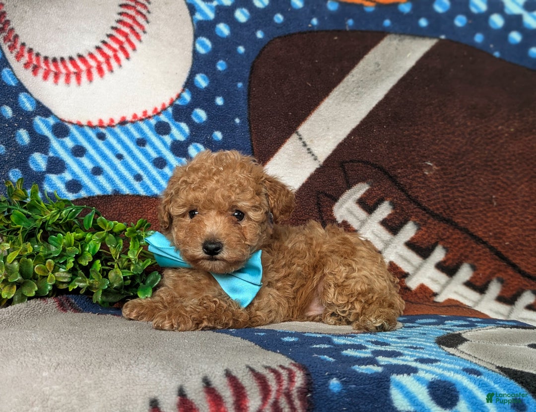 Toy Poodle dogs for sale: Walden - Ad 4