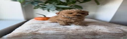 Maltipoo dogs for sale: Toby - Ad 3