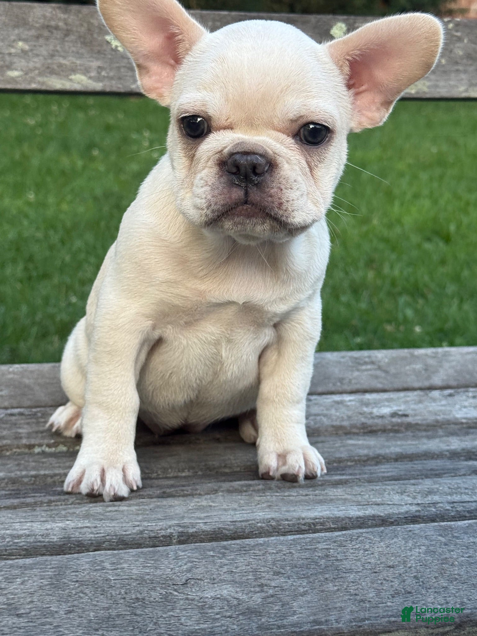 French Bulldog dogs French Bulldog 1 - Ad 1