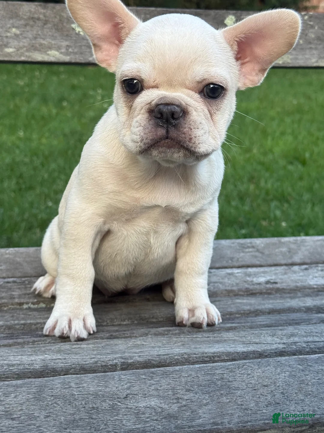 French Bulldog dogs for sale: French Bulldog 1 - Ad 1