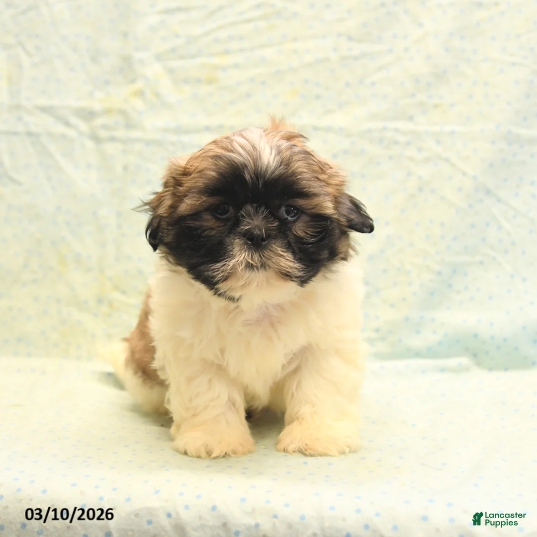 Shih Tzu dogs for sale: Rex - Ad 2