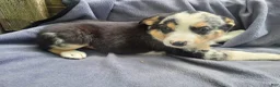 Mixed Breed dogs for sale: John  - Ad 5