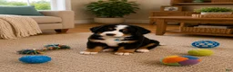 Bernedoodle dogs for sale: Jameson  - Ad 9