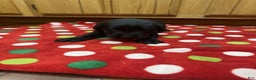 Labrador Retriever dogs for sale: Reed - Ad 5