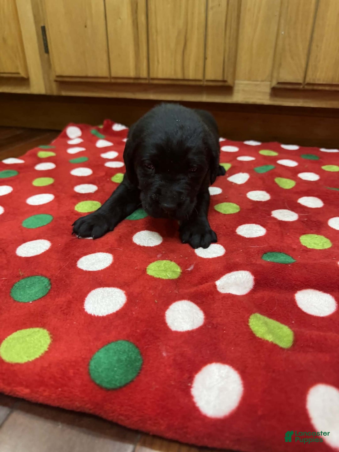 Labrador Retriever dogs for sale: Reed - Ad 5
