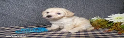 Bichpoo dogs for sale: Timmy - Ad 6