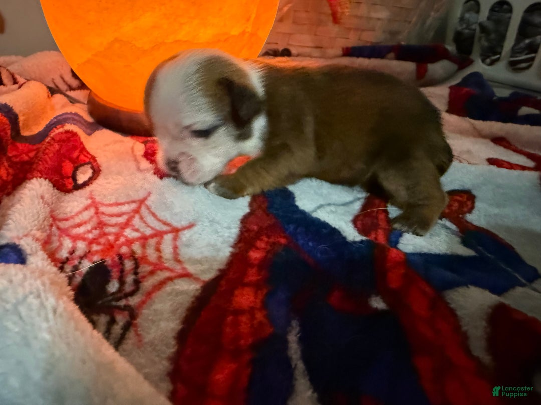English Bulldog dogs for sale: English Bulldog Puppy 1 - Ad 2