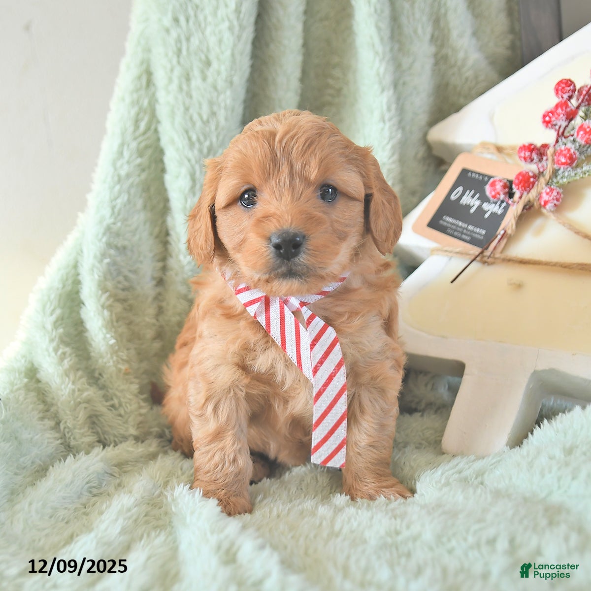Mini Goldendoodle dogs Baylor  - Ad 6