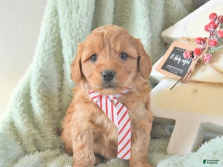 Mini Goldendoodle dogs Baylor - Ad 21