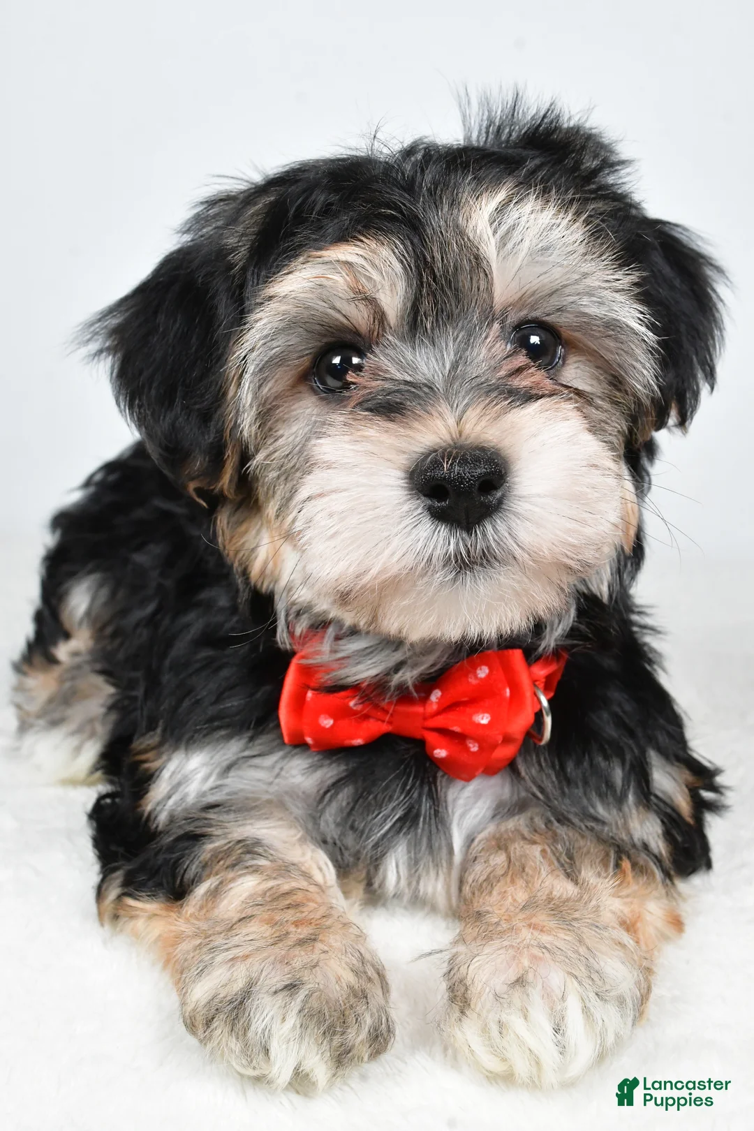 Morkie dogs for sale: Ronnie - Ad 10
