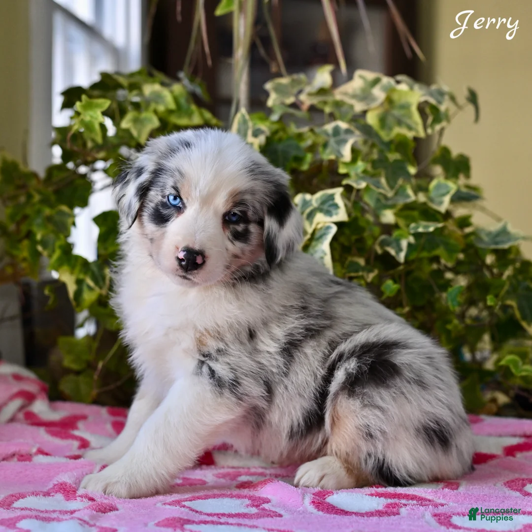 Australian Shepherd dogs for sale: Jerry - Ad 1