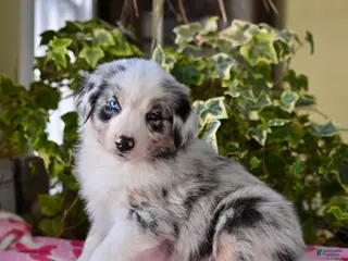 Australian Shepherd dogs Jerry - Ad 29