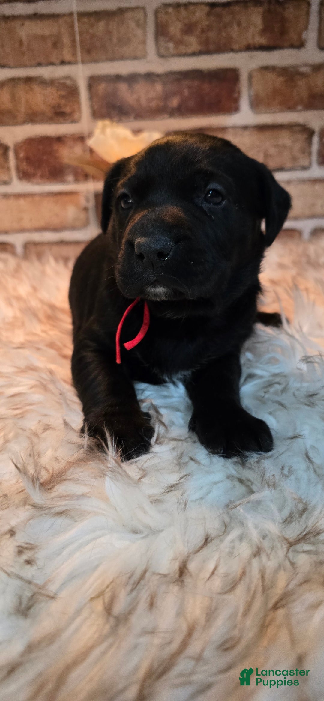 Mixed Breed dogs for sale: Sadie - Ad 2
