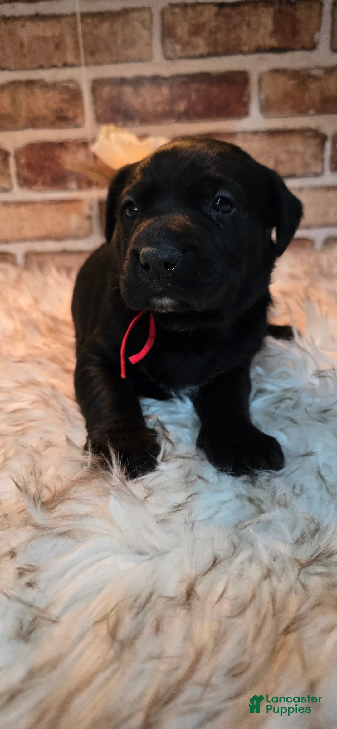 Mixed Breed dogs for sale: Sadie - Ad 2